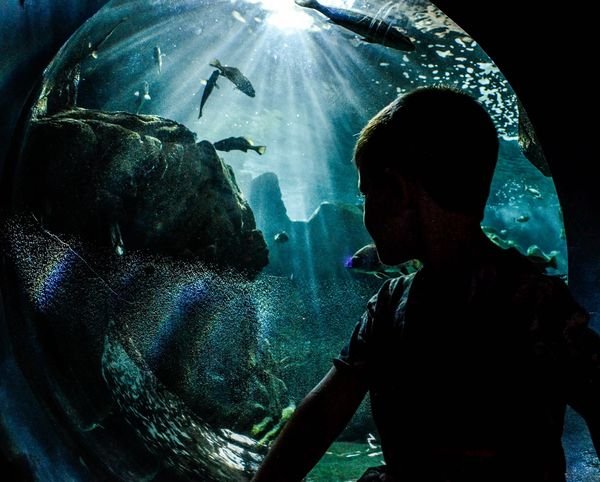 CRETAquarium Thalassokosmos à Gournes, près de Gouves